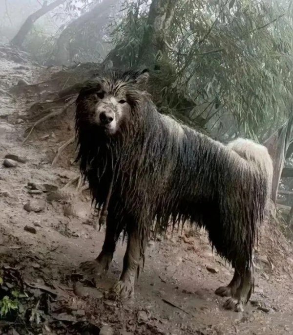 长城配资 网友带狗爬山偶遇暴雨，笑喷，这回萨摩有点儿烈性犬那味儿了！